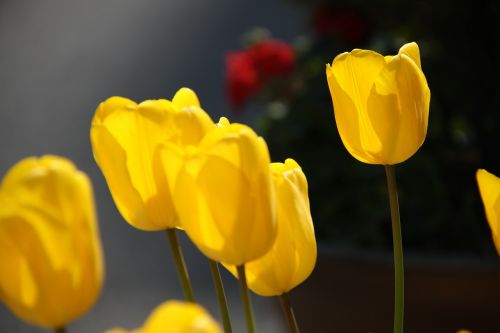 Tulpė, Gėlės, Pavasaris