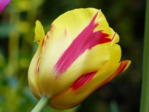 Tulpė, Gėlė, Pavasaris, Augalas, Gėlės, Flora, Gamta