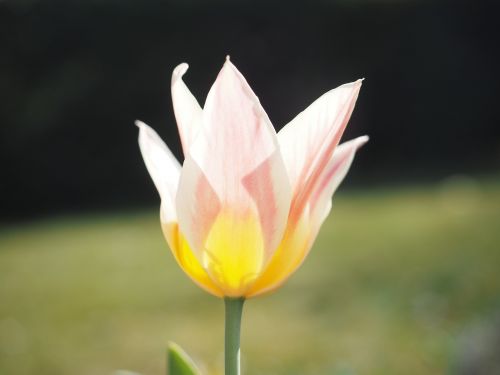 Tulpė, Rožinis, Balta, Geltona, Gėlė, Pavasaris, Uždaryti, Spalvinga, Spalva, Tulipa, Lelija, Liliaceae, Dekoratyviniai Augalai, Veislinis Tulpis