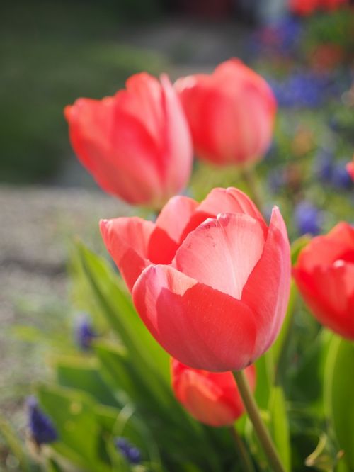 Tulpė, Raudona, Gėlė, Pavasaris, Uždaryti, Spalvinga, Spalva, Tulipa, Lelija, Liliaceae, Dekoratyviniai Augalai, Veislinis Tulpis