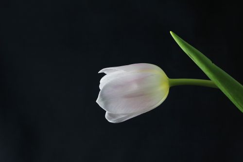 Tulpė, Gėlė, Augalas
