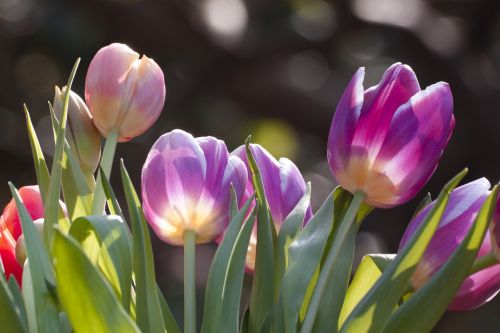 Tulpė, Pavasario Gėlė, Gėlė, Žiedas, Žydėti, Violetinė, Raudona, Rožinis, Balta, Violetinė, Žalias, Lapai, Augalas, Bokeh, Sodas, Parkas, Pavasaris