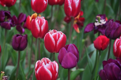 Tulpė, Pavasaris, Gėlės