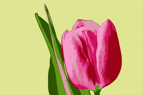 Tulpė, Gėlė, Rožinis, Nemokama Vektorinė Grafika