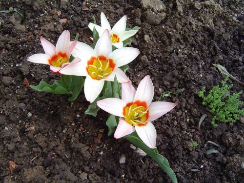Tulpė, Gėlės, Pavasaris, Augalas, Balta, Sodas