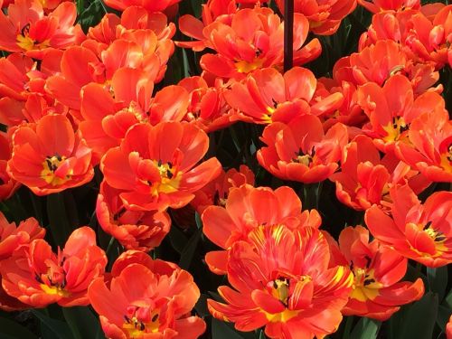 Tulpė, Raudonos Tulpės, Pavasaris, Žiedlapis, Gamta, Pavasario Gėlė