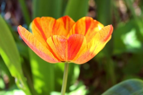 Tulpė, Oranžinė, Gėlė, Pavasaris