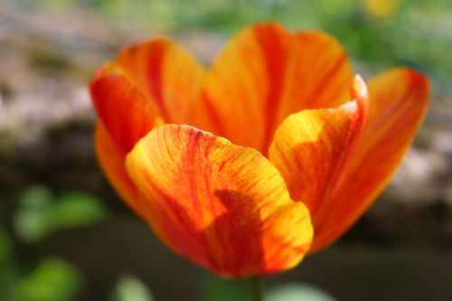 Tulpė, Gėlė, Pavasaris, Gamta