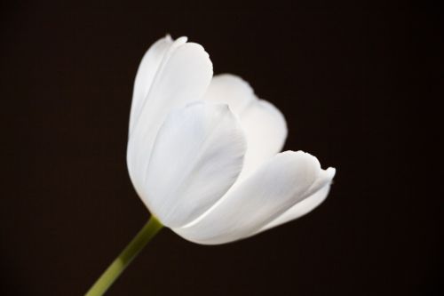 Tulpė, Balta, Šviesus, Gėlės