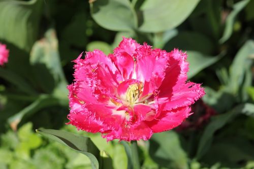 Tulpė, Floralia, Gėlė, Pavasaris