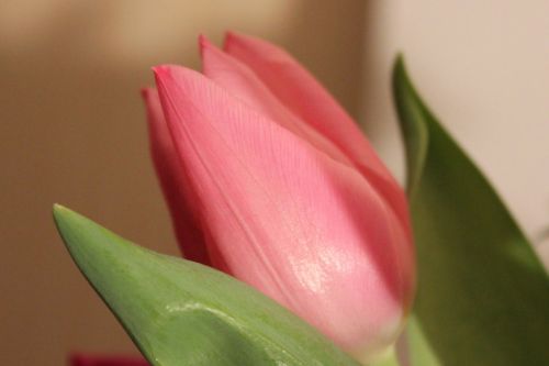 Tulpė, Lašiša, Pavasaris