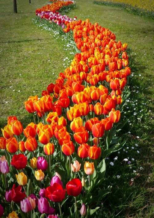 Tulpė, Tulpės, Gėlė, Pavasario Gėlė, Tulpių Laukai, Oranžinė, Žydėti, Žiedas, Žydėti, Flora, Gėlių Sritis, Augalas