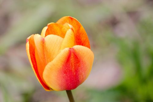 Tulpė, Liepsna, Pavasaris, Tulpenbluete, Oranžinė