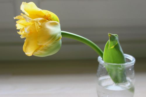 Tulpė, Geltona, Gėlė, Pavasaris
