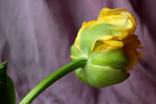 Tulpė, Geltona, Pavasaris, Gėlė