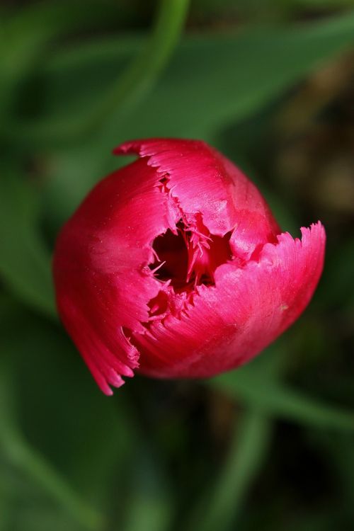 Tulpė, Gėlė, Rožinis, Pavasaris