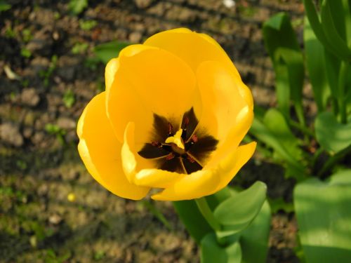 Tulpė, Pavasario Gėlė, Geltona