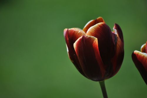 Tulpė, Gėlė, Pavasaris, Gamta, Uždaryti