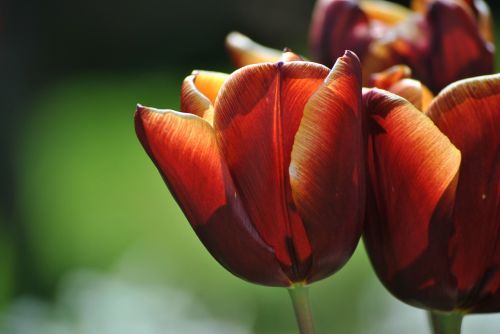 Tulpė, Pavasaris, Raudona, Gėlė