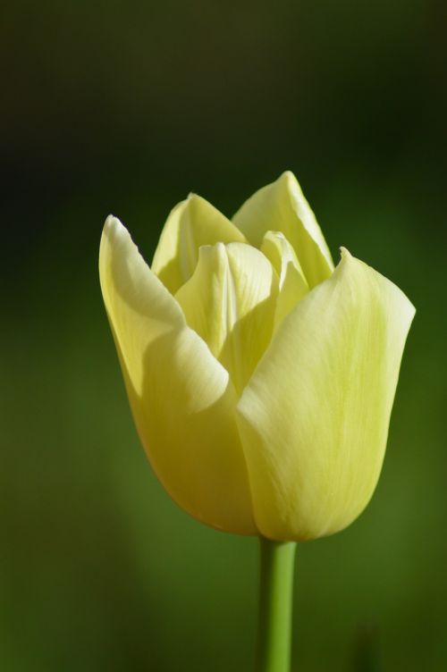 Tulpė, Gėlė, Pavasaris, Geltona
