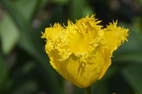 Tulpė, Tulpenbluete, Žiedas, Žydėti, Gėlės, Pavasaris, Atviras, Geltona, Gamta, Sodas, Tulpės Puodelis, Frisch, Uždaryti, Šviesa, Žydėjo, Pavasario Pranašys, Žydėti, Botanikos Sodas, Botanika, Flora, Augalas, Balta Gėlė