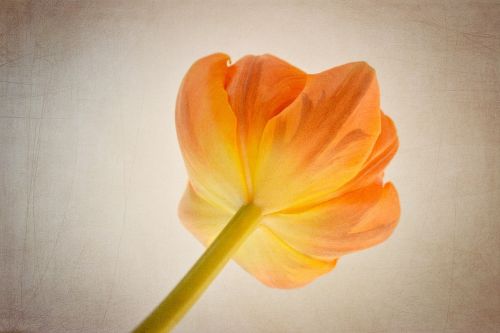 Tulpė, Gėlė, Oranžinė, Oranžinė Gėlė, Oranžinė Tulpė, Nuo Apačios, Žiedas, Žydėti, Žiedlapiai, Pavasario Gėlė, Schnittblume, Uždaryti, Gėlės Fotografija