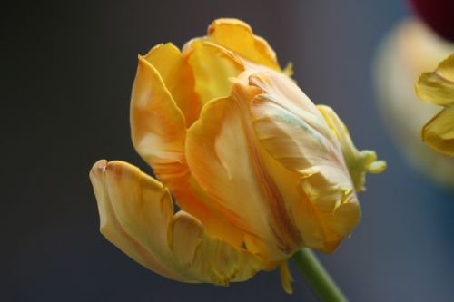 Tulpė, Pavasaris, Geltona, Gėlė, Žydėti