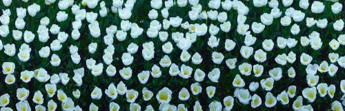 Tulpė, Gėlės, Balta, Huan, Daug, Mielas, Žalias, Umikaze Parkas, Yokosuka, Japonija, Geliu Lova
