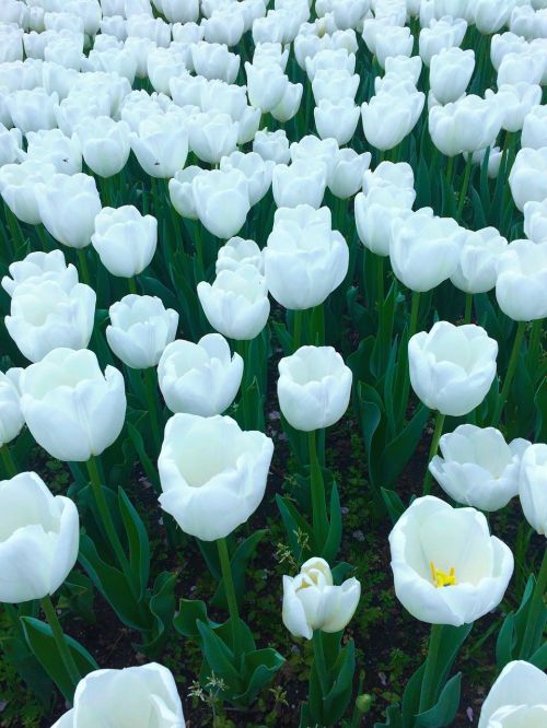 Tulpė, Gėlės, Balta, Huan, Daug, Mielas, Žalias, Umikaze Parkas, Yokosuka, Japonija, Geliu Lova