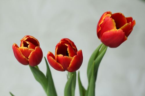 Tulpė, Raudona, Gėlė, Pavasaris, Grožis