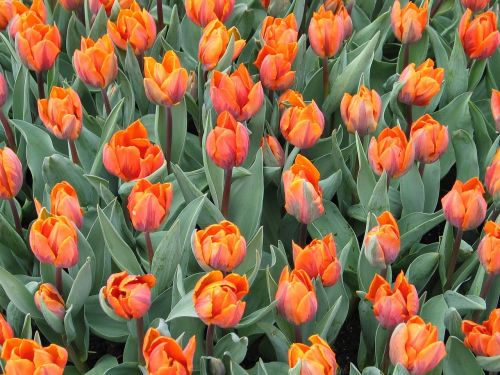 Tulpė, Oranžinė, Flora, Gėlė, Pavasaris, Gamta, Nyderlandai