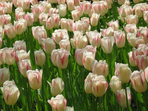 Tulpė, Balta, Rožinis, Flora, Gėlė, Pavasaris, Gamta, Nyderlandai