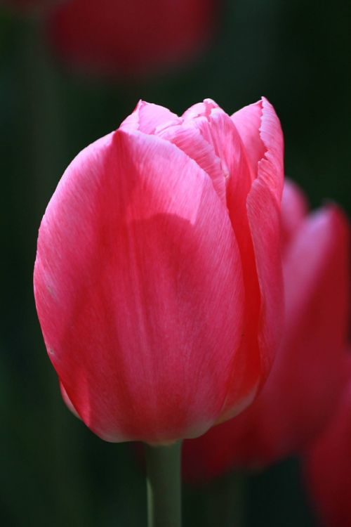Tulpė, Rožinis, Gėlė, Pavasaris