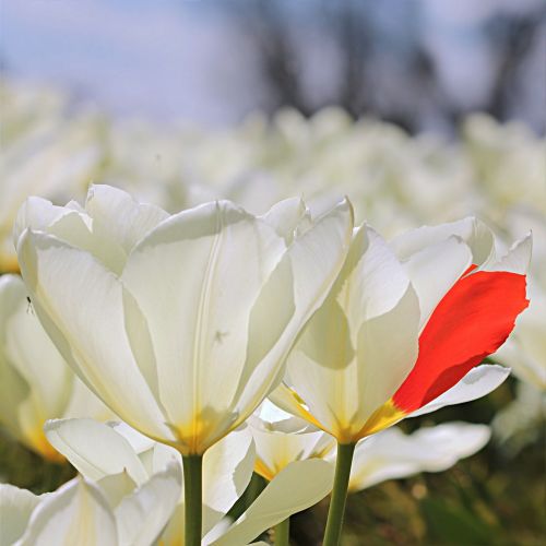 Tulpė, Tulipa, Gėlė, Balta, Raudonas Lapas, Gamtos Keistuolis