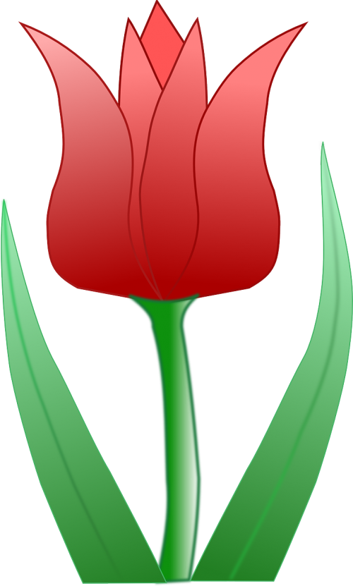 Tulpė, Žiedas, Gėlė, Pavasaris, Nemokama Vektorinė Grafika