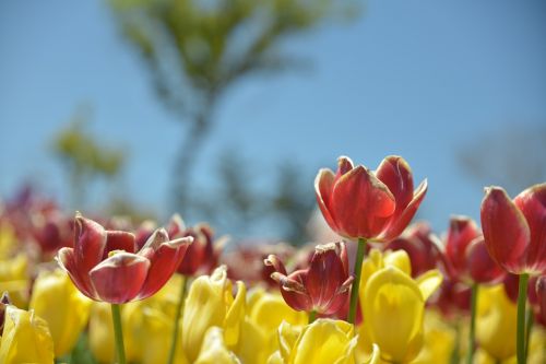 Tulpė, Gėlės, Raudona Gėlė, Geltonos Gėlės, Gamta, Pavasaris, Augalai