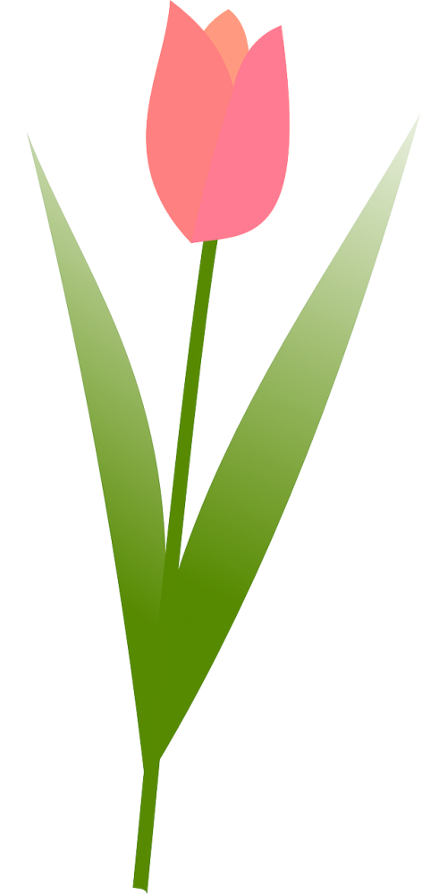 Tulpė, Pavasaris, Gėlė, Rožinis, Nemokama Vektorinė Grafika