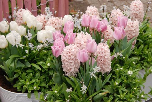 Tulpė, Pavasaris, Flora, Gėlė, Rožinis, Balta