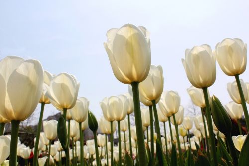Tulpė, Balta, Gėlių Jūra