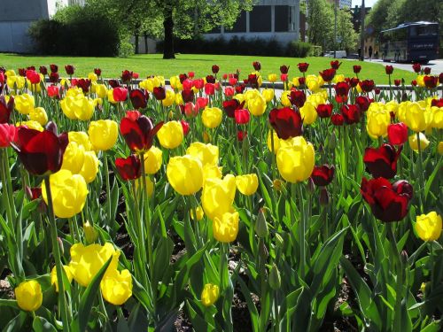 Tulpė, Tulpės, Gėlė, Sodo Botanikos Sodas Osle, Spalvinga, Visuomeninis Parkas, Oslo, Norvegija