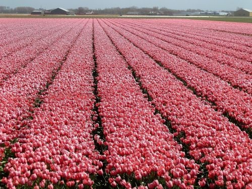Tulpė, Gėlė, Pavasaris, Holland, Svogūnėliai, Spalva, Rožinis