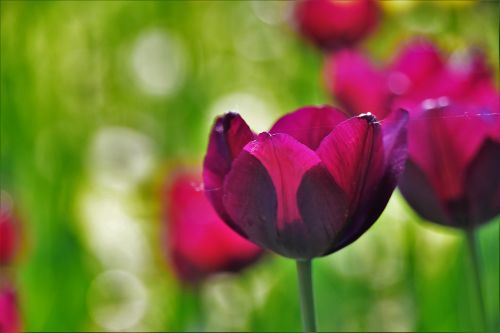Tulpė, Gėlės Ir Augalai, Augalas, Gyvenimas, Violetinė, Darbalaukio Paveikslėlis