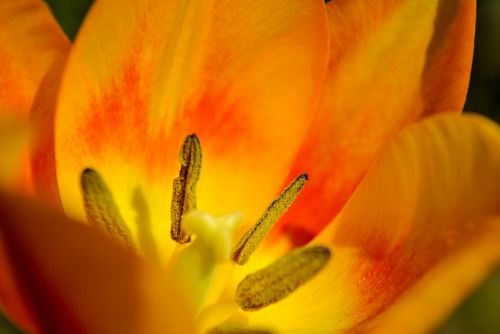 Tulpė, Makro, Gėlė, Flora, Oranžinė, Augalas, Spalvos, Interjeras, Grožis