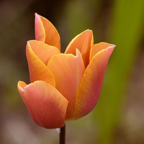 Tulpė, Gėlė, Žiedas, Žydėti, Oranžinė, Pavasaris, Flora