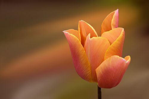 Tulpė, Oranžinė, Gėlė, Žiedas, Žydėti, Pavasaris, Pavasario Gėlė, Oranžinės Tulpės