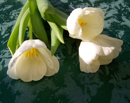 Tulpė, Balta Gėlė, Supjaustytos Gėlės