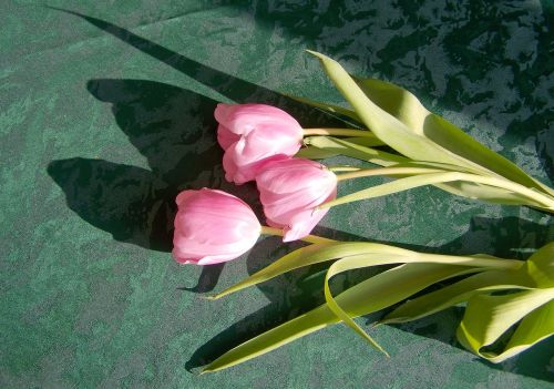 Tulpė, Rožinė Gėlė, Supjaustytos Gėlės