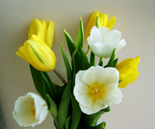 Tulpė, Gėlių Puokštė, Geltona Ir Balta Gėlė