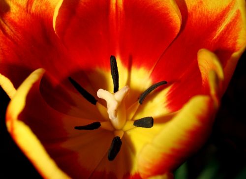 Tulpė,  Gėlė,  Amateurpic,  Raudona,  Geltona,  Tulpė # 2