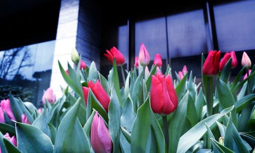 Tulpė, Raudonos Gėlės, Pavasaris